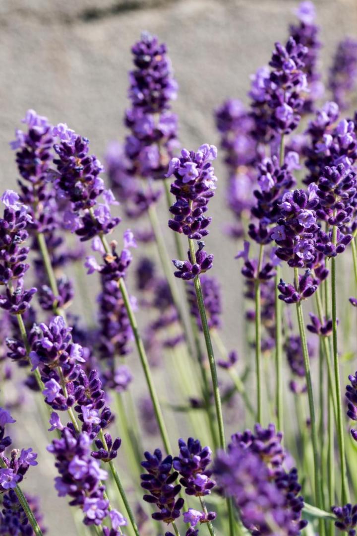 Garden with the flourishing Lavender