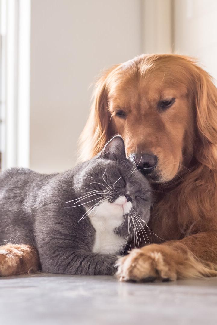 Ein Golden Retriever und eine Katze kuscheln auf dem Boden.