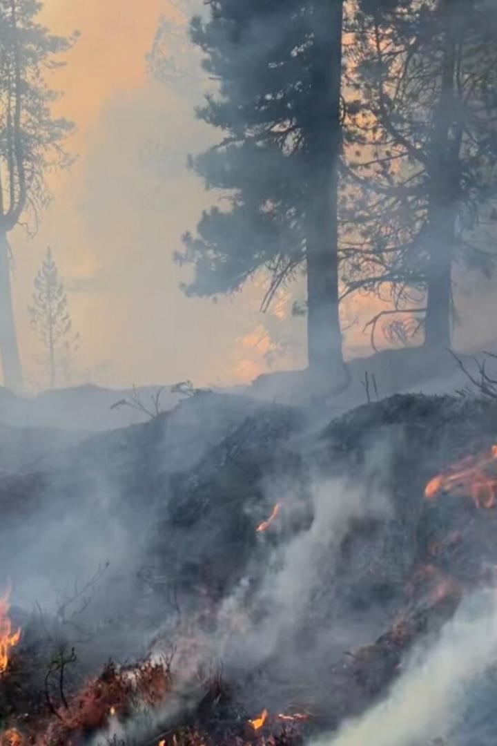 Kann ein falsch geparktes Auto einen Waldbrand auslösen?