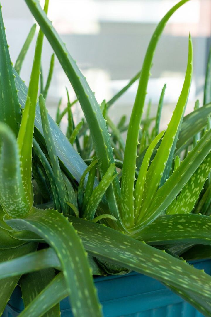 Gärtner-Tipp: Schattenplatz für die Aloe vera