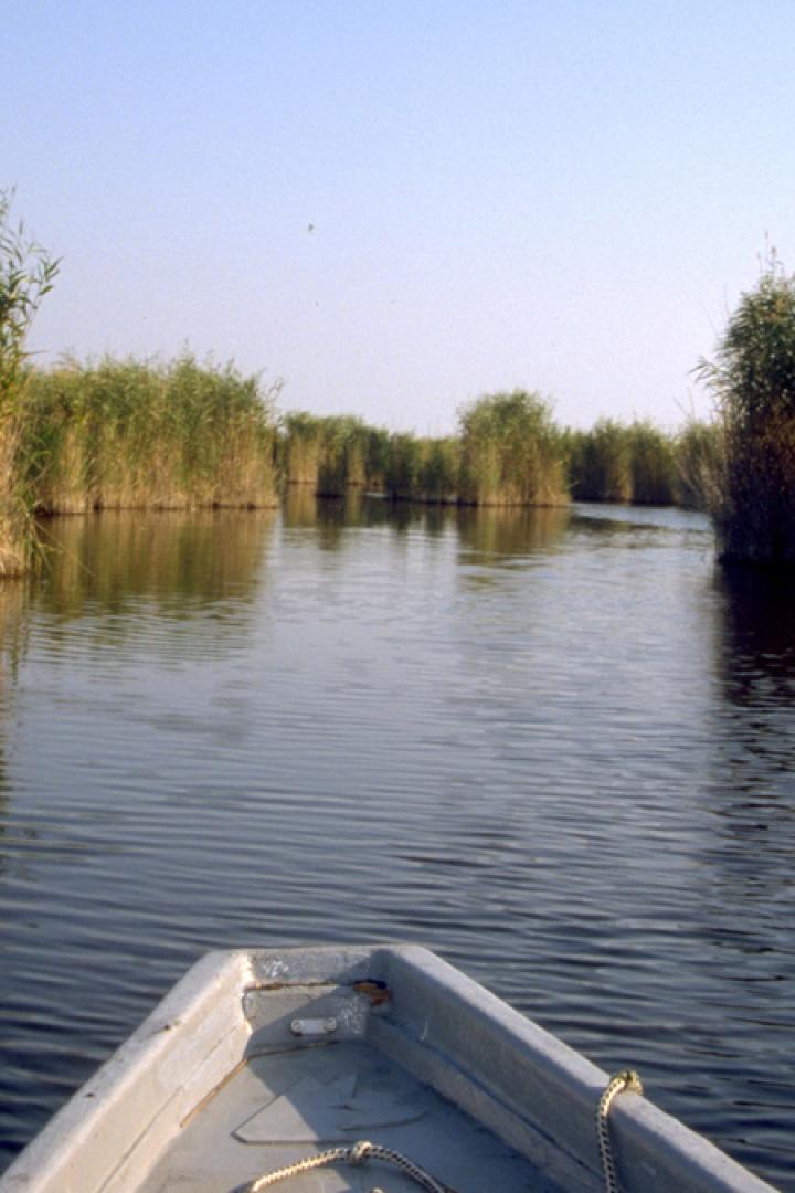 Blick von einem Boot auf einen Fluss, der von Schilf gesäumt ist.