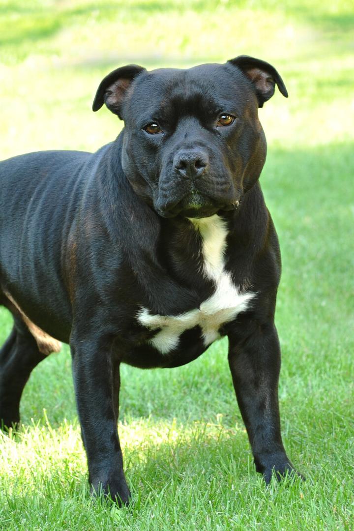 Ein schwarzer Staffordshire Bullterrier steht auf einer grünen Wiese.