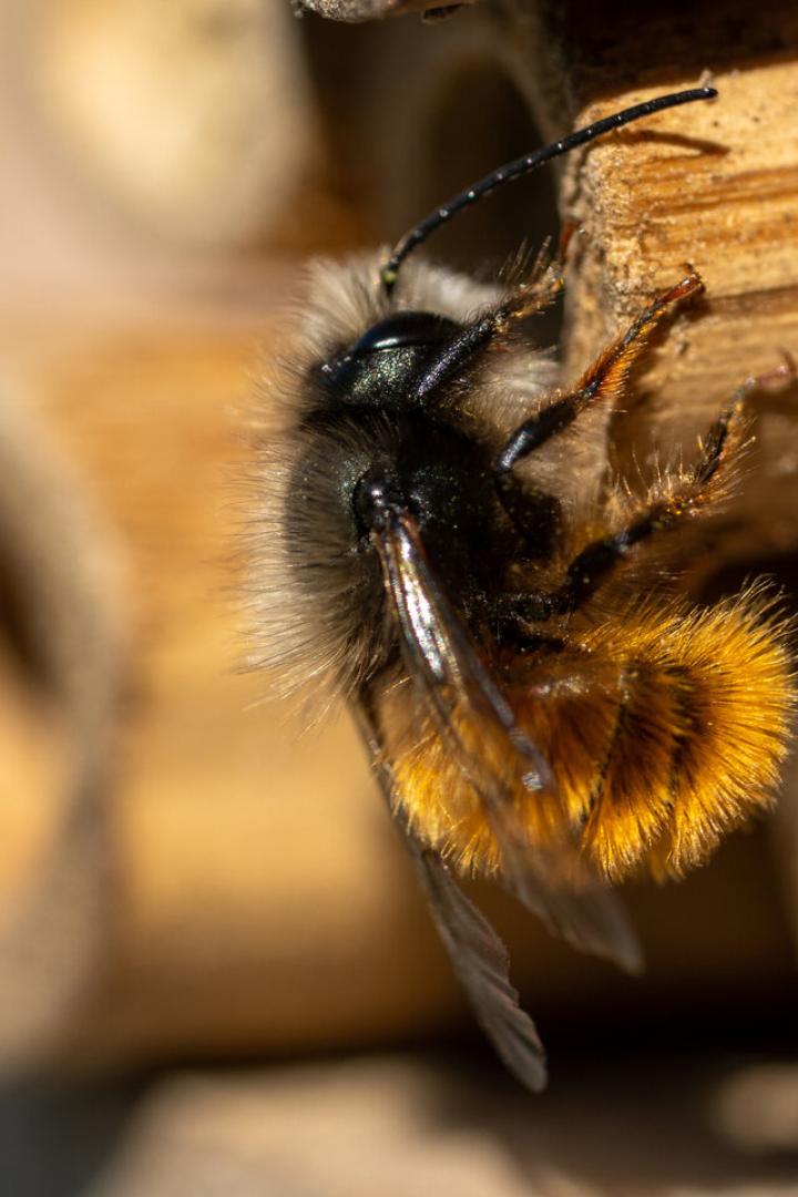 Eine Biene.