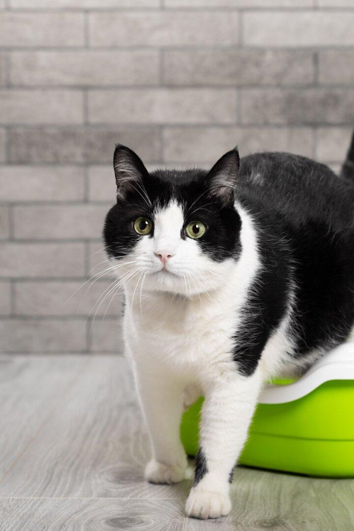 Eine schwarz-weiße Katze steht mit den Hinterbeinen im Kisterl.