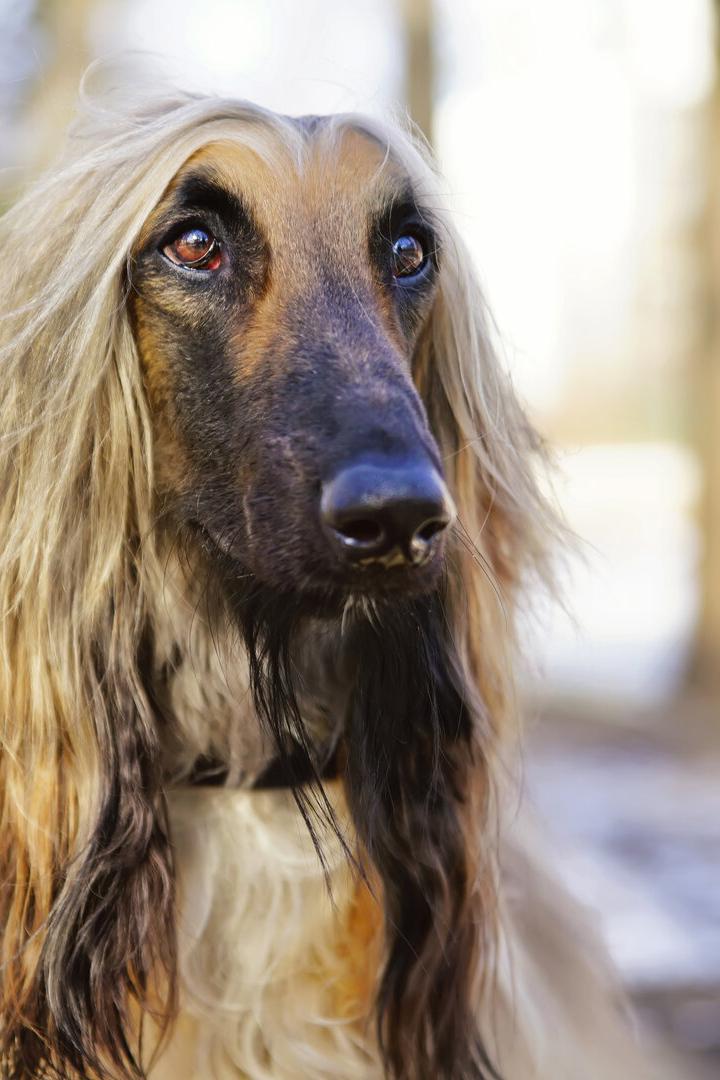 Ein Afghanischer Windhund mit langen Ohren blickt in die Kamera.