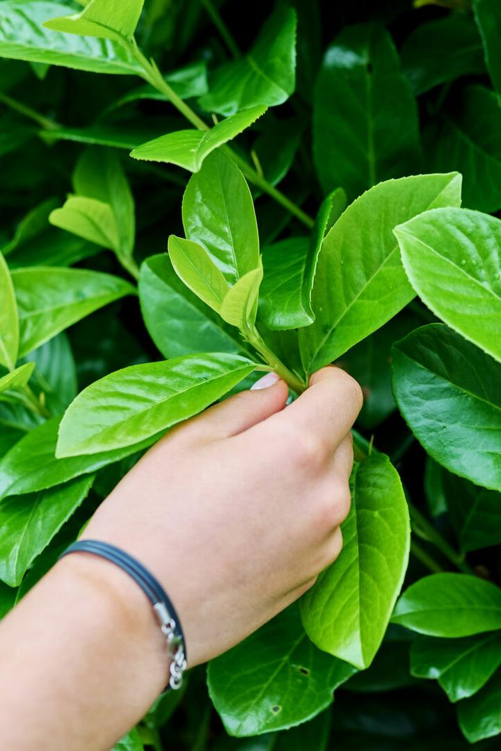 Gießfehler oder Krankheit? So retten Sie Ihre Kirschlorbeer-Hecke