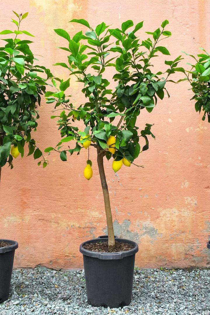 Gärtnertipp: So befreien Sie den Zitronenbaum von Wollläusen
