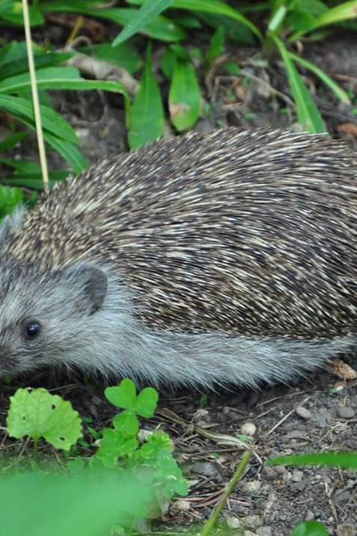 Ein Igel läuft am Boden zwischen grünen Pflanzen und Blättern.
