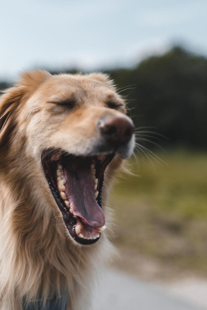Dog yawning outdoors