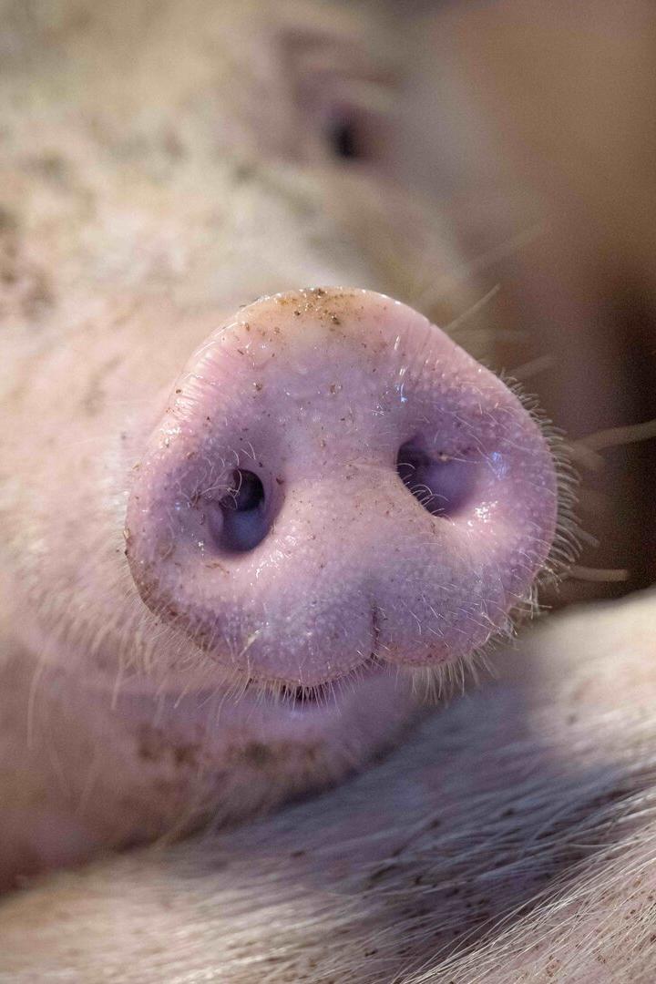 Nahaufnahme vom Rüssel eines Schweins.