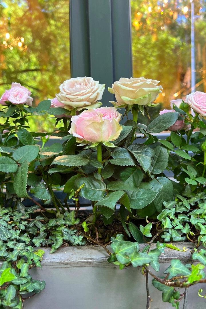 Gartentipp: Was tun, wenn Rosen schon vor dem Blühen vertrocknen