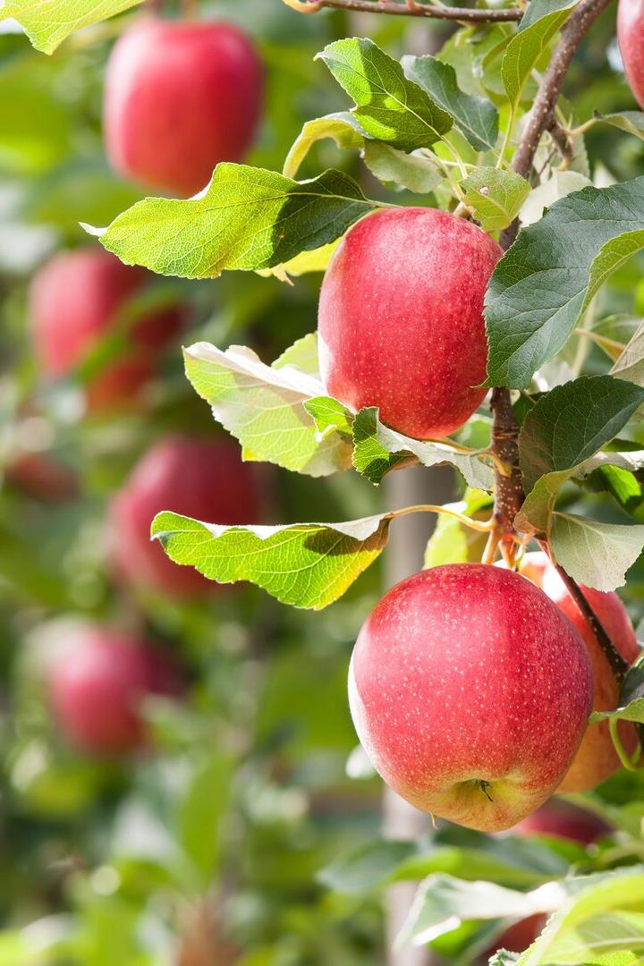 Gärtner-Tipp: Was der Apfelbaum für eine gute Ernte braucht