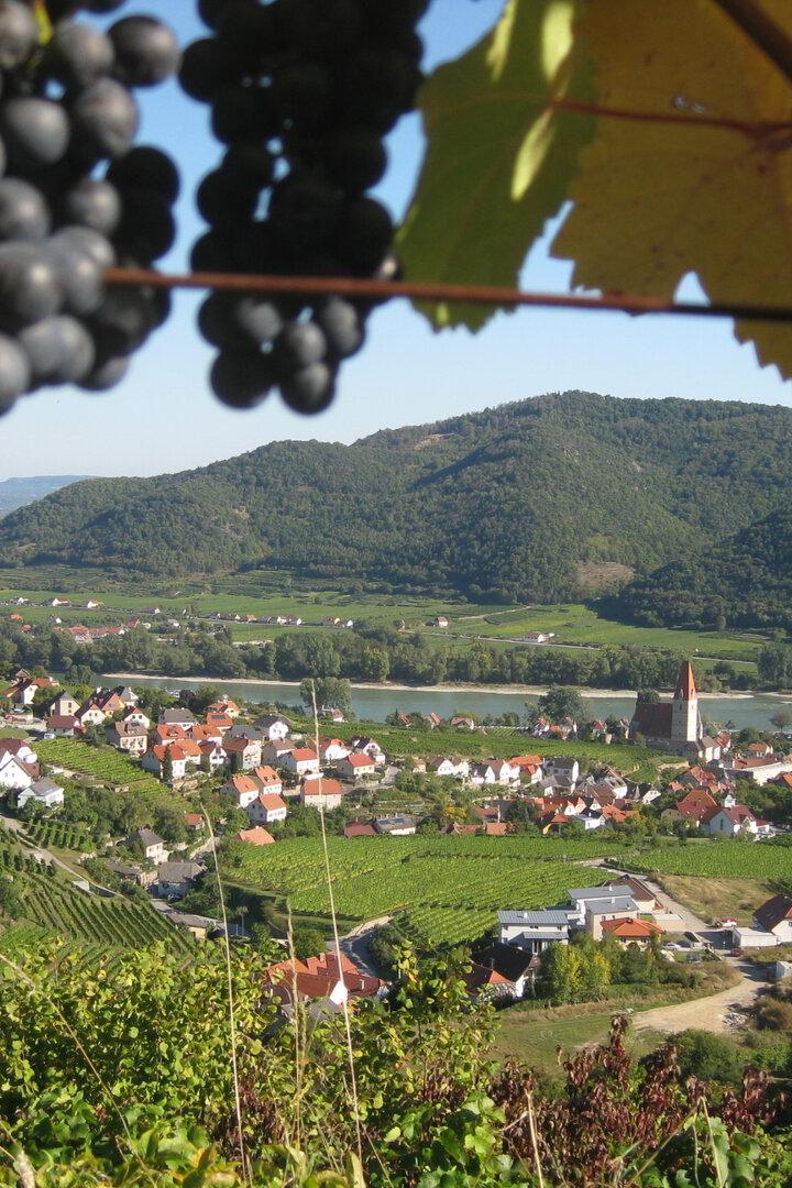 Wandern in der Wachau: 5 Aussichtspunkte zwischen Spitz und Krems