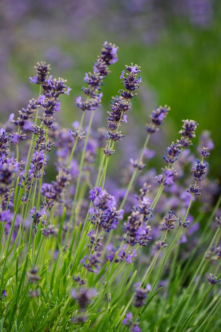 Der perfekte Schnitt, damit der Lavendel wieder blüht