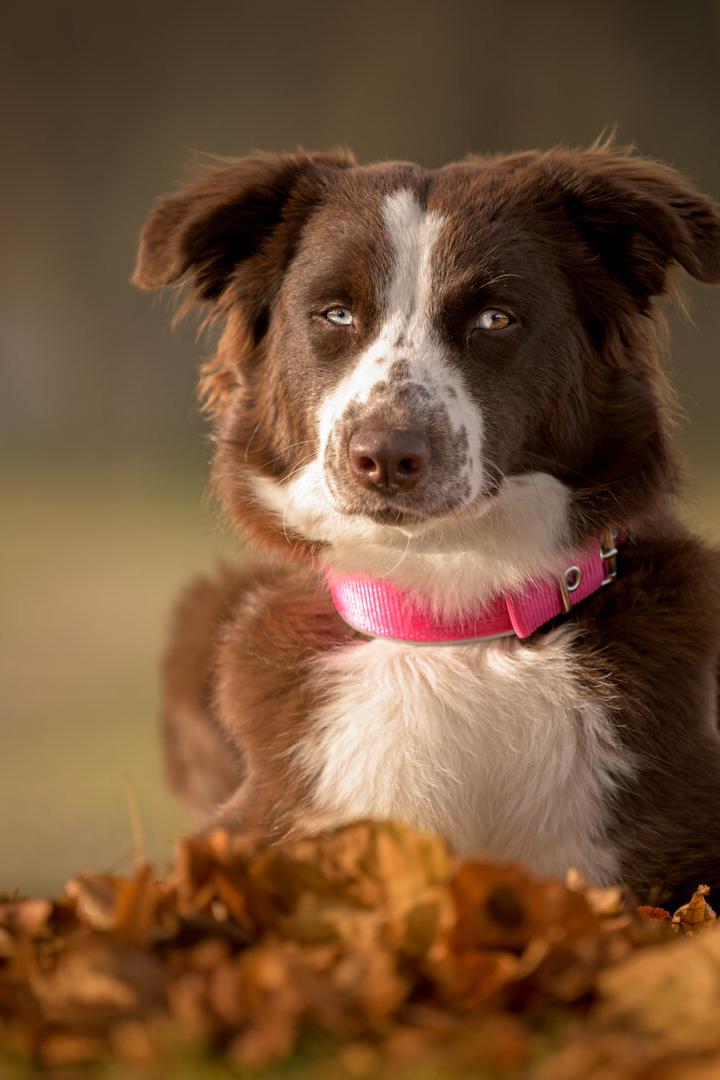 Ein großer Australian Shepherd Hund mit rosa Halsband sitzt im Laub.
