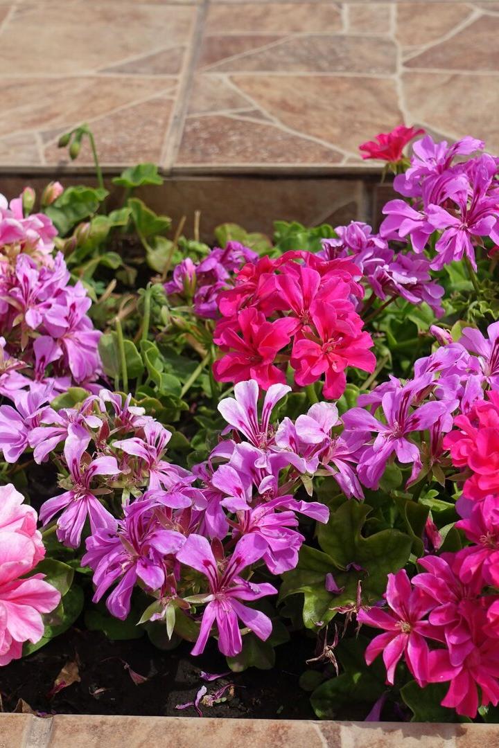 Abgefressene Blüten: Was wurmt die Pelargonie?