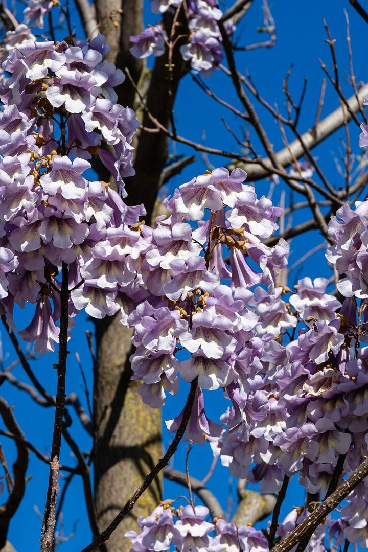 Blauglockenbaum verliert Blätter und Knospen - Was tun?