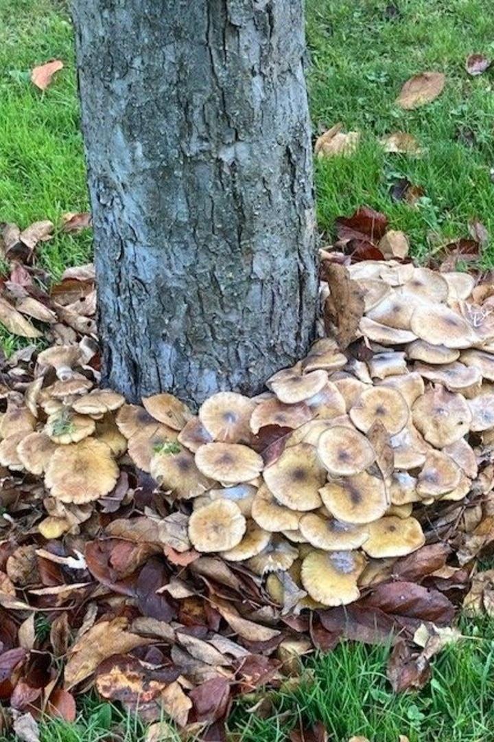 Pilzinvasion im Garten: Sind die Bäume noch zu retten?