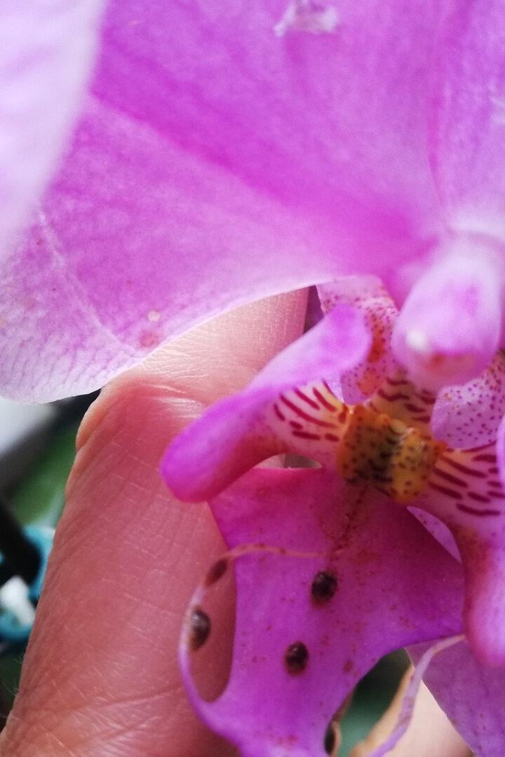 Schildlaus auf der Orchidee: Was ist jetzt zu tun?