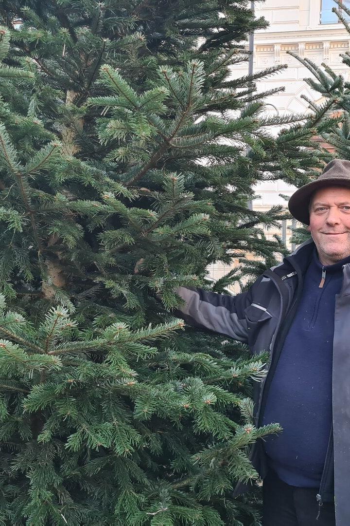 Günter Renner vor dem Christbaum-Verkaufsstand im ersten Bezirk - so schön sollte der Baum möglichst lang bleiben. 