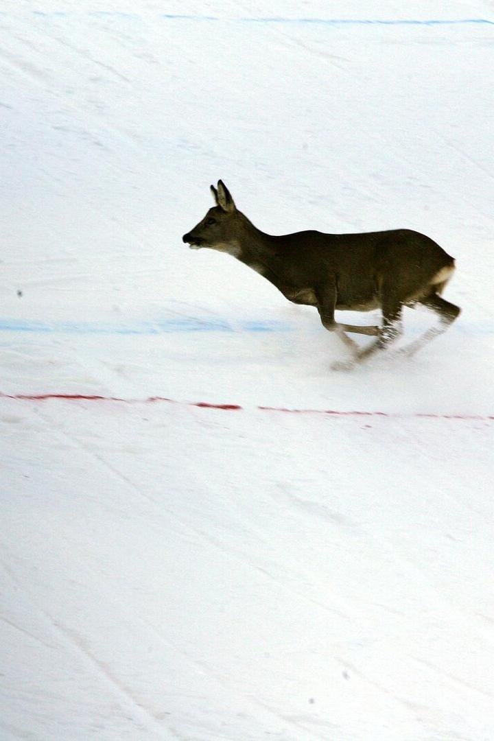 Ein Reh auf der Saslong in Gröden