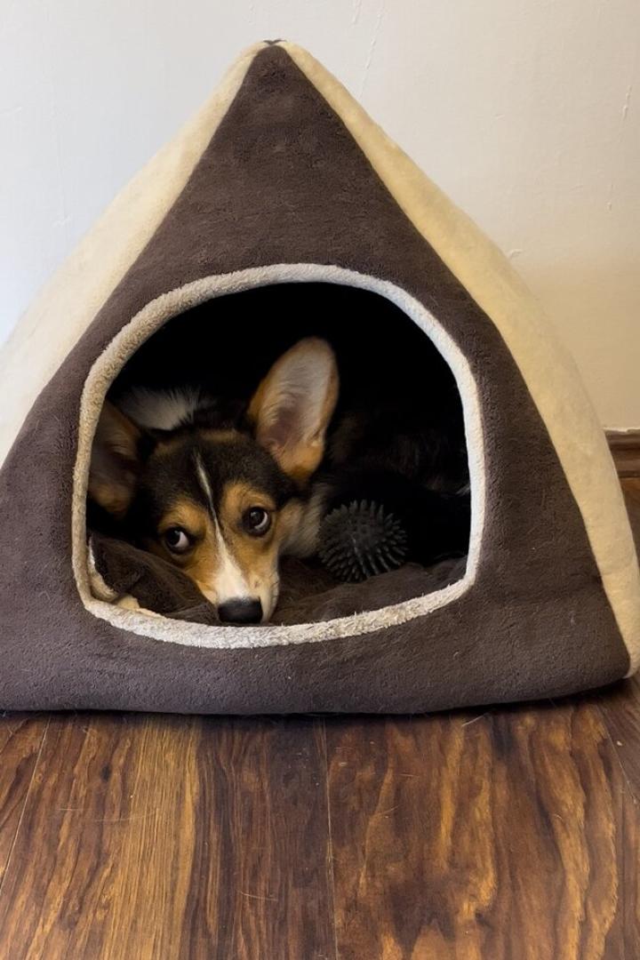 Wiener Corgi-Café ohne Corgis: Die Hunde müssen zu Hause bleiben