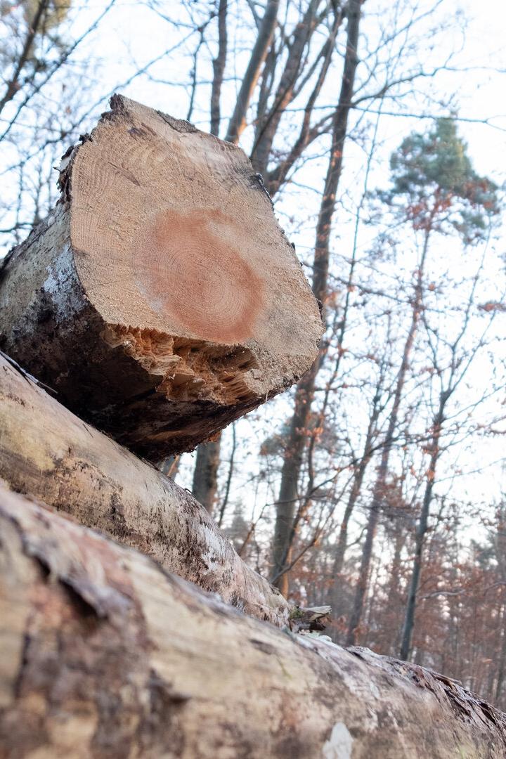 Alarmstufe Rot: Teures Rundholz gefährdet Sägeindustrie im Waldviertel