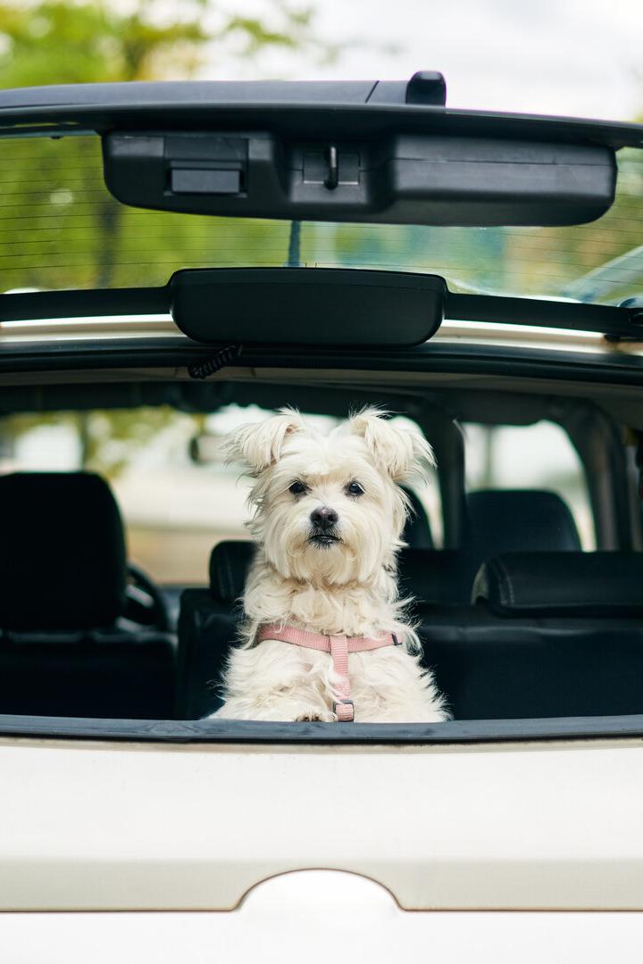 Hund sitzt im Kofferraum eines Autos