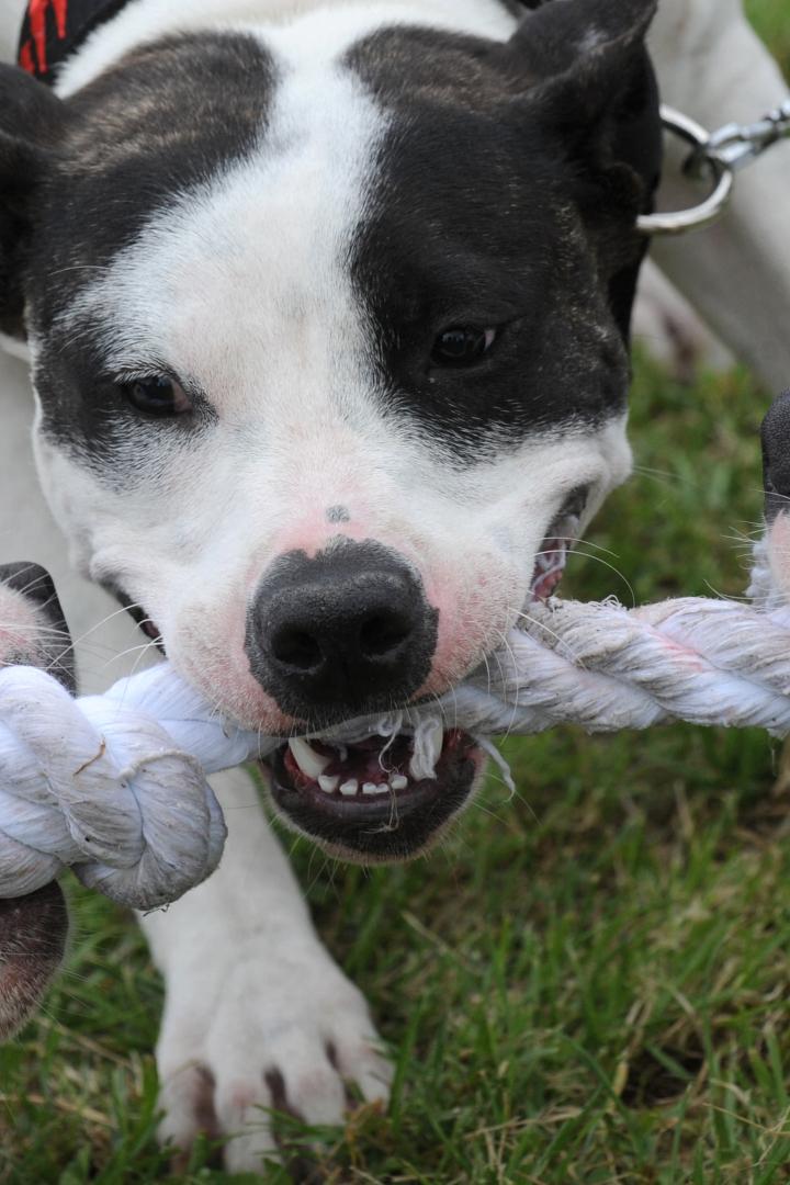 Immer wieder gibt es Hundeattacken