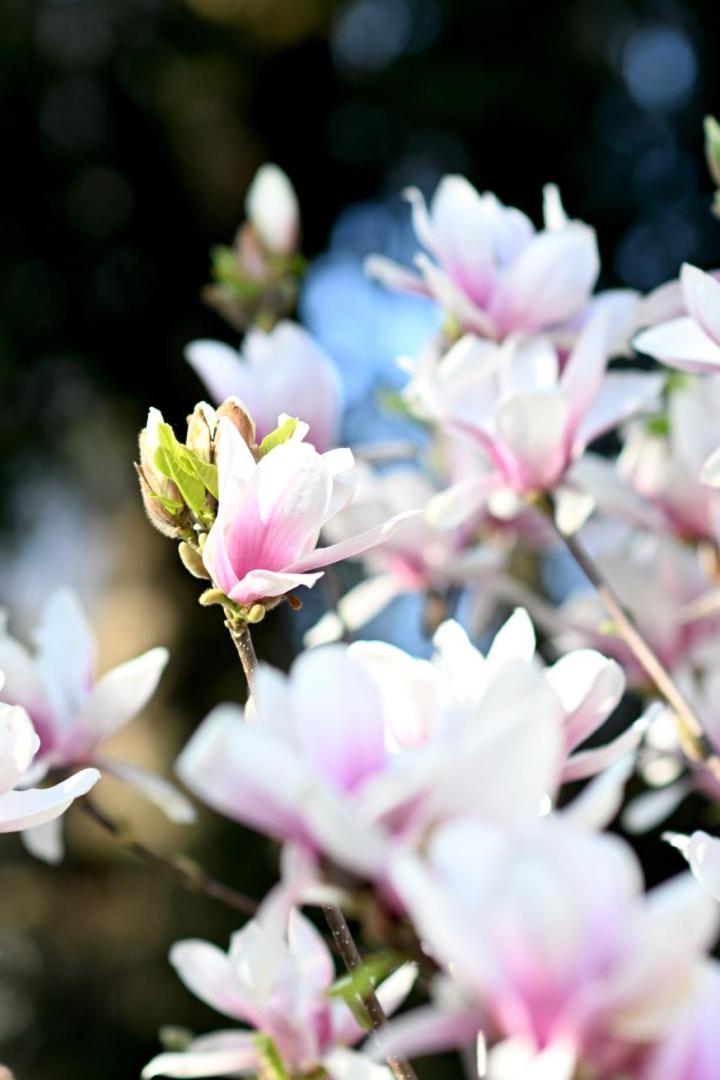Nahaufnahme von rosa und weißen Magnolienblüten an einem Baum.