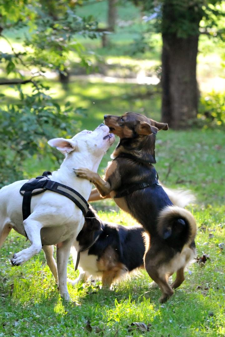 Drei Hunde spielen auf einer grünen Wiese im Park.