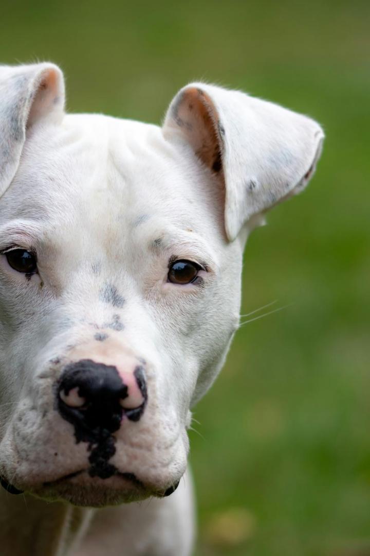 Weißer Hund mit schwarzen Flecken an Nase und Ohren steht vor unscharfem grünen Hintergrund.