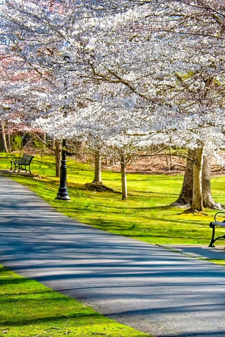 Ein Gehweg in einem Park, der gesäumt ist von blühenden Bäumen