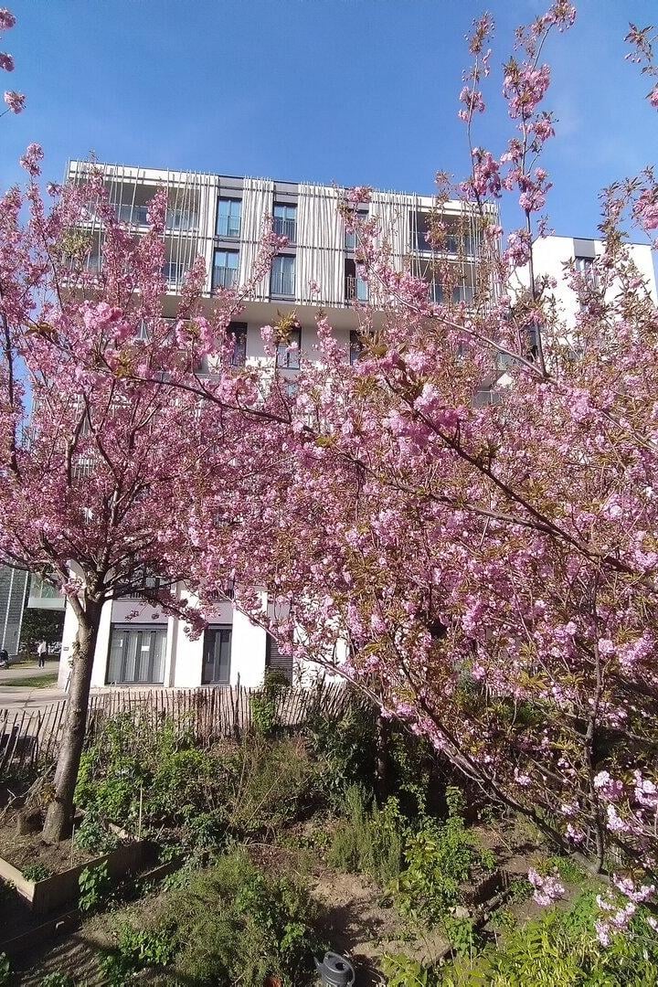 Hier sieht man rosa blühende Zierkirschen. 