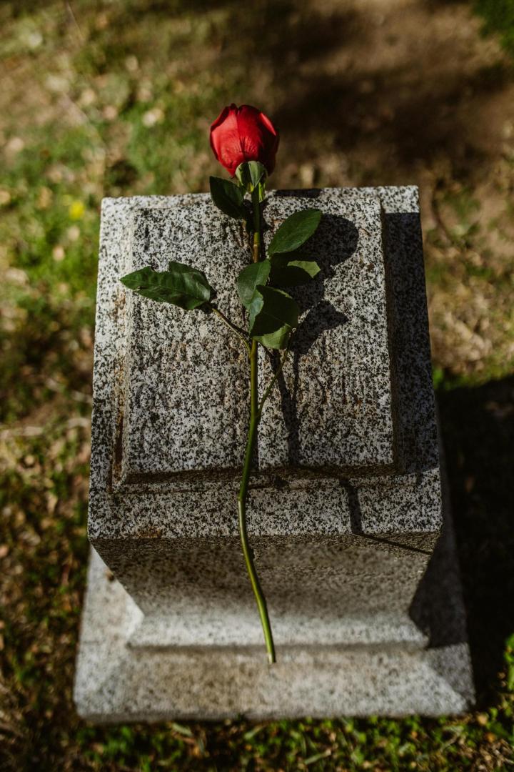 Rose auf Stein 