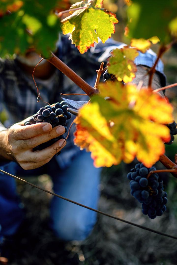 Winemaker harvesting grapes
