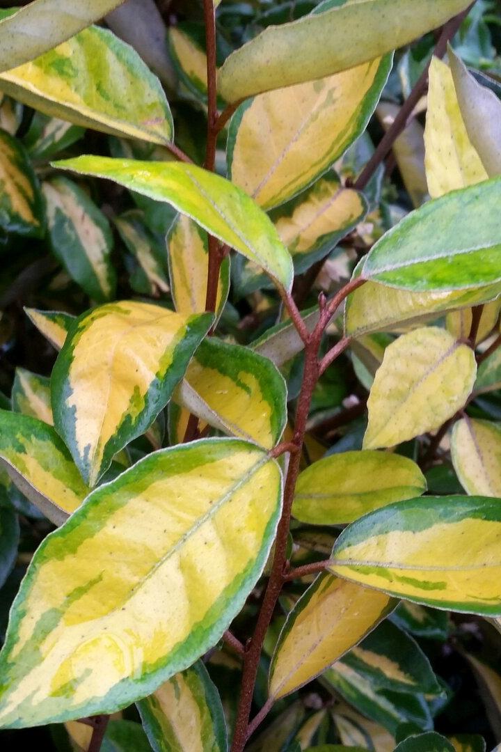 Gestresste Ölweiden: So helfen Sie Ihren Pflanzen nach dem Winter