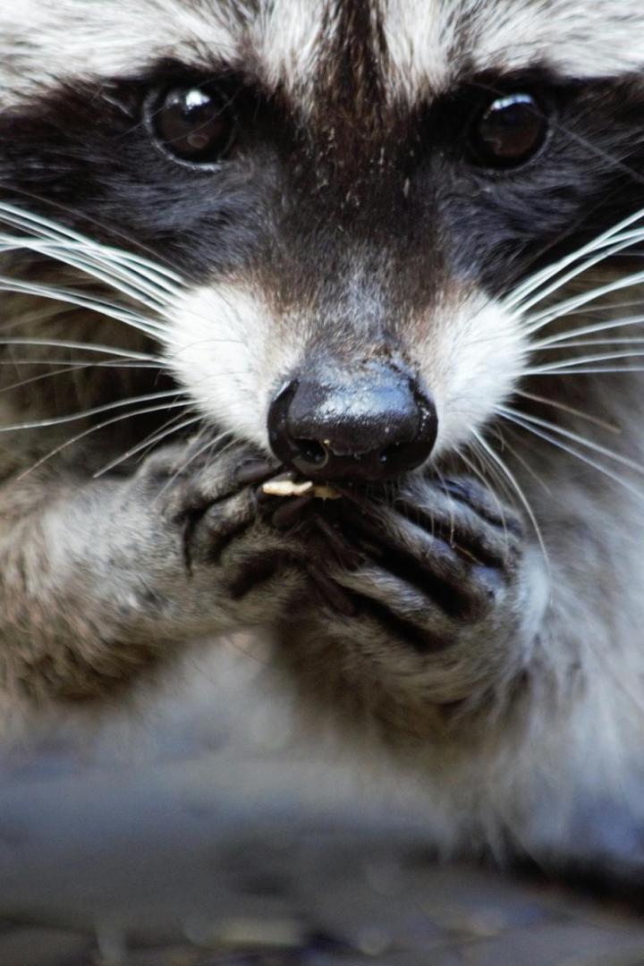 Waschbär führt seine Pfoten zum Mund, um etwas zu essen