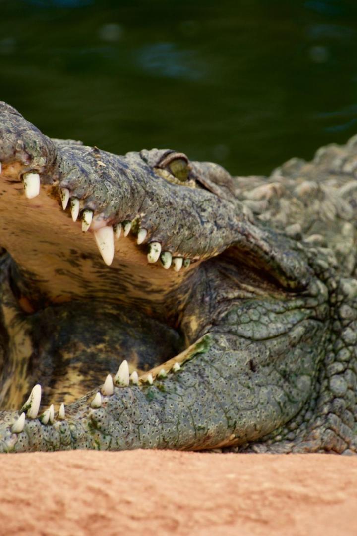 Krokodil reißt das Maul auf
