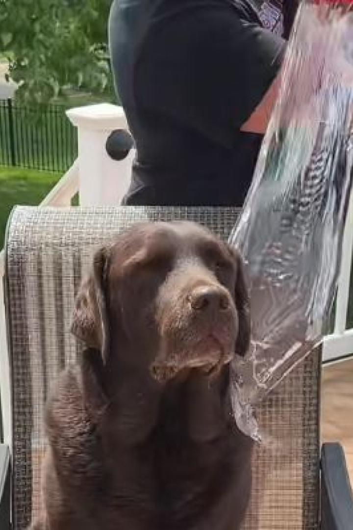 "Ice Bucket Challenge": Hund wird mit eiskaltem Wasser übergossen.