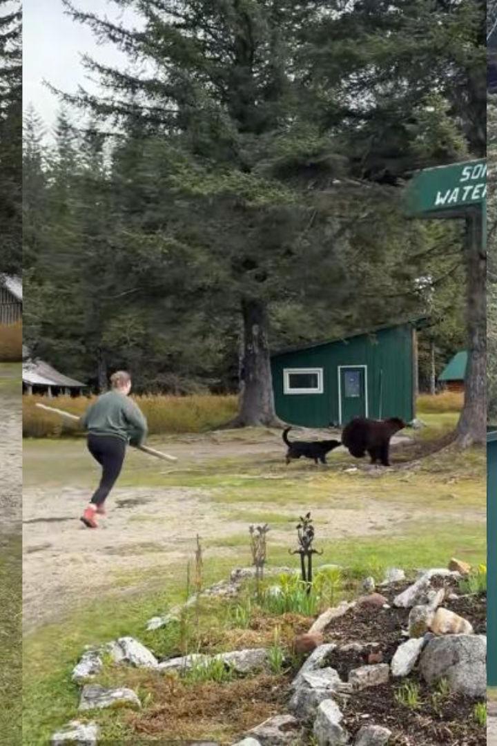 Mehrere Screenshots eines Hundes, der einen bären auf einen Baum jagt