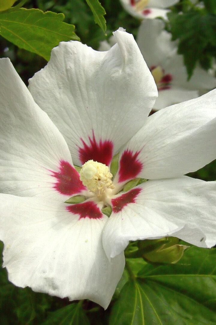 Hibiskus 01