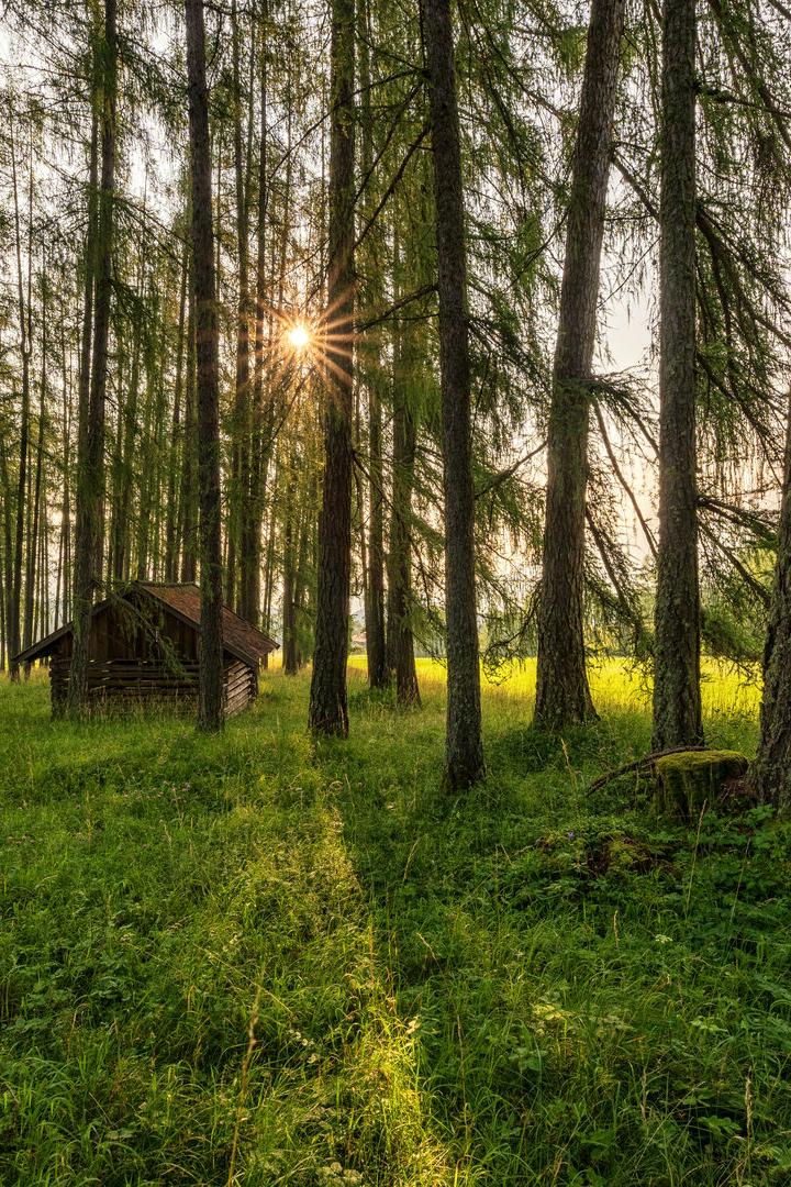 Larchwiesen am Mieminger Plateau, Tirol