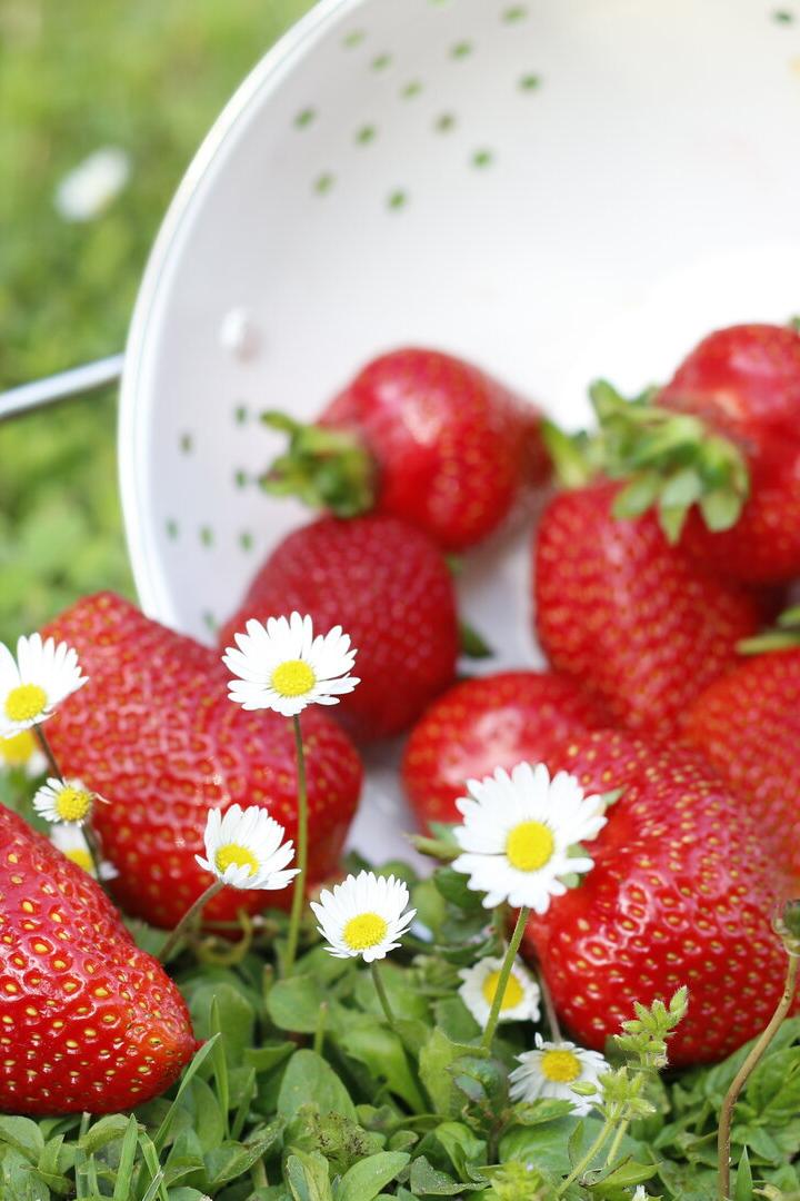 Frisch geerntete Erdbeeren