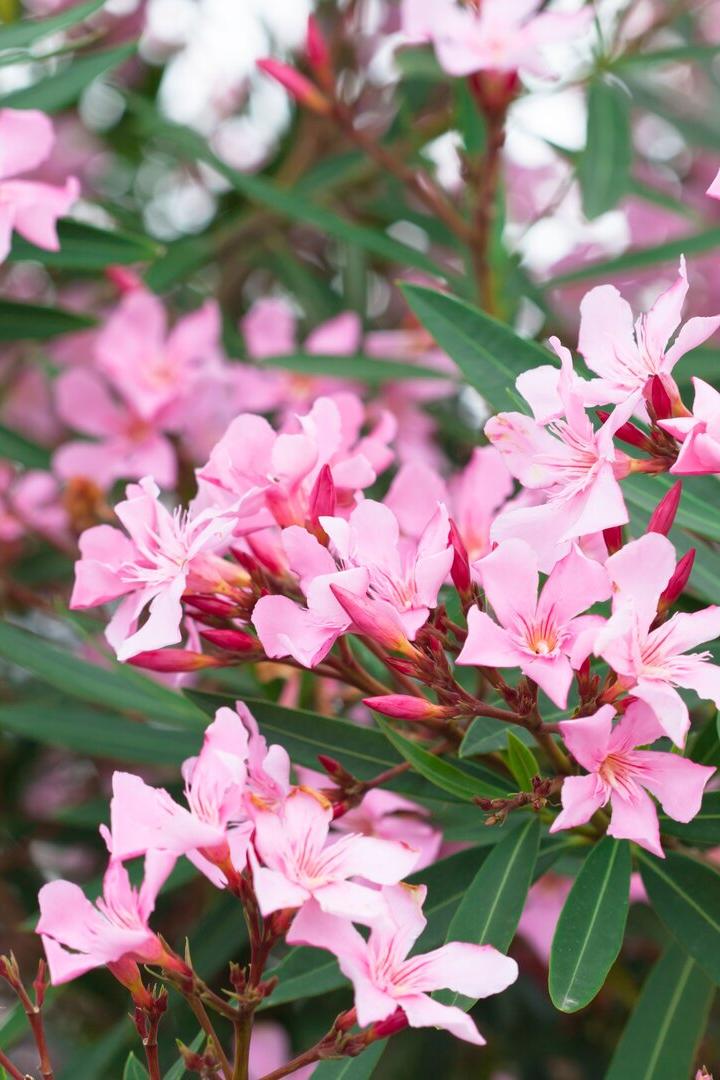 Rosa Oleanderblüten und grüne Blätter im Gegenlicht.