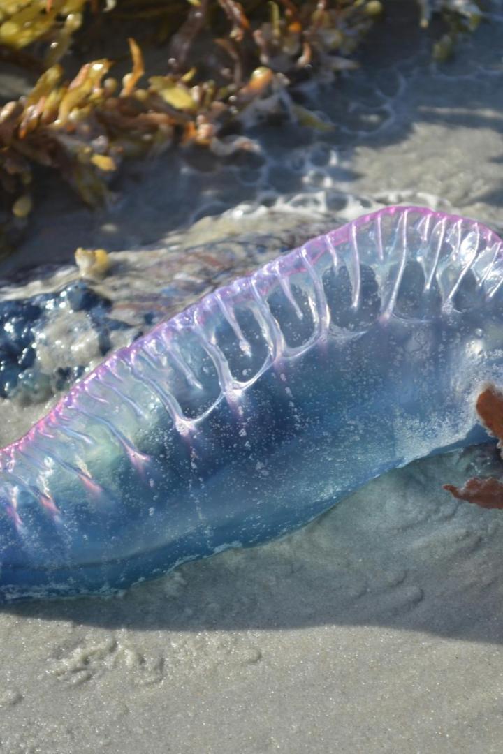Blau-violette Portugiesische Galeere liegt am Strand von Algen umringt
