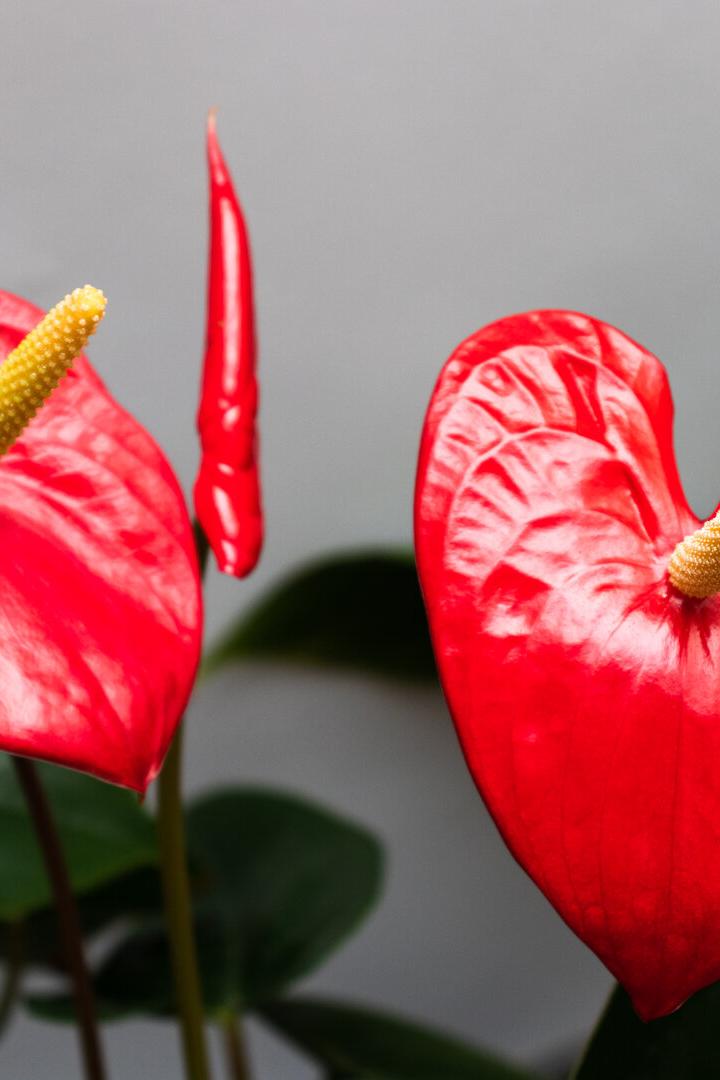 Red flowers in a shape of hears.
