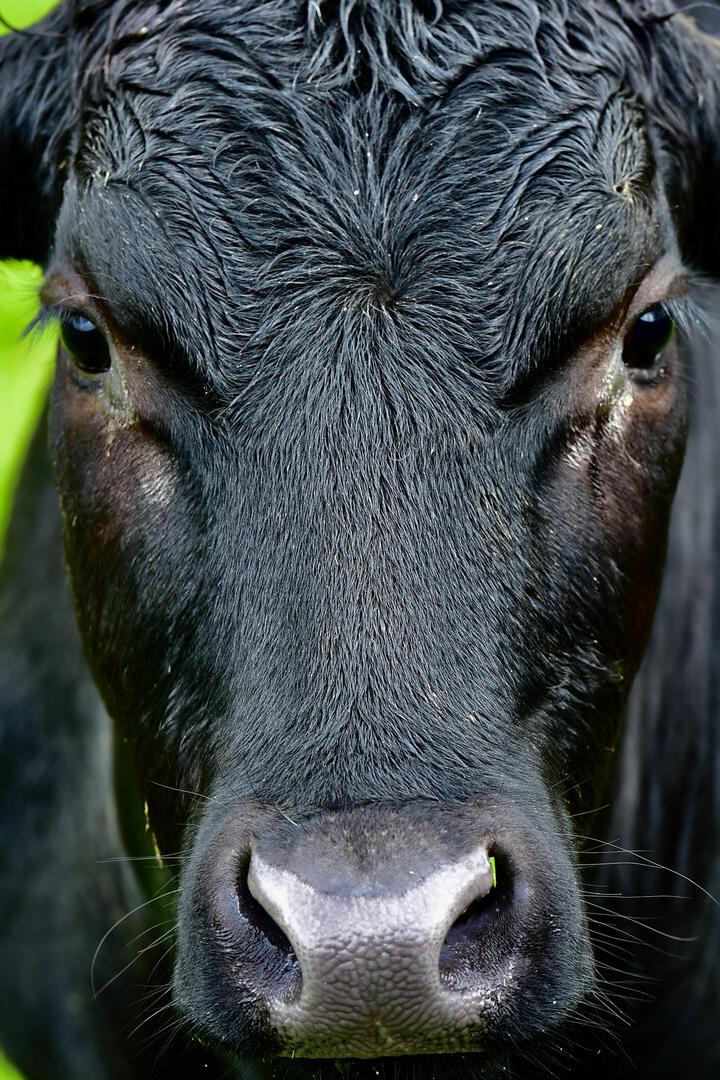 Schwarze Kuh mit nassem Fell schaut direkt in die Kamera, im Hintergrund grünes Gras.