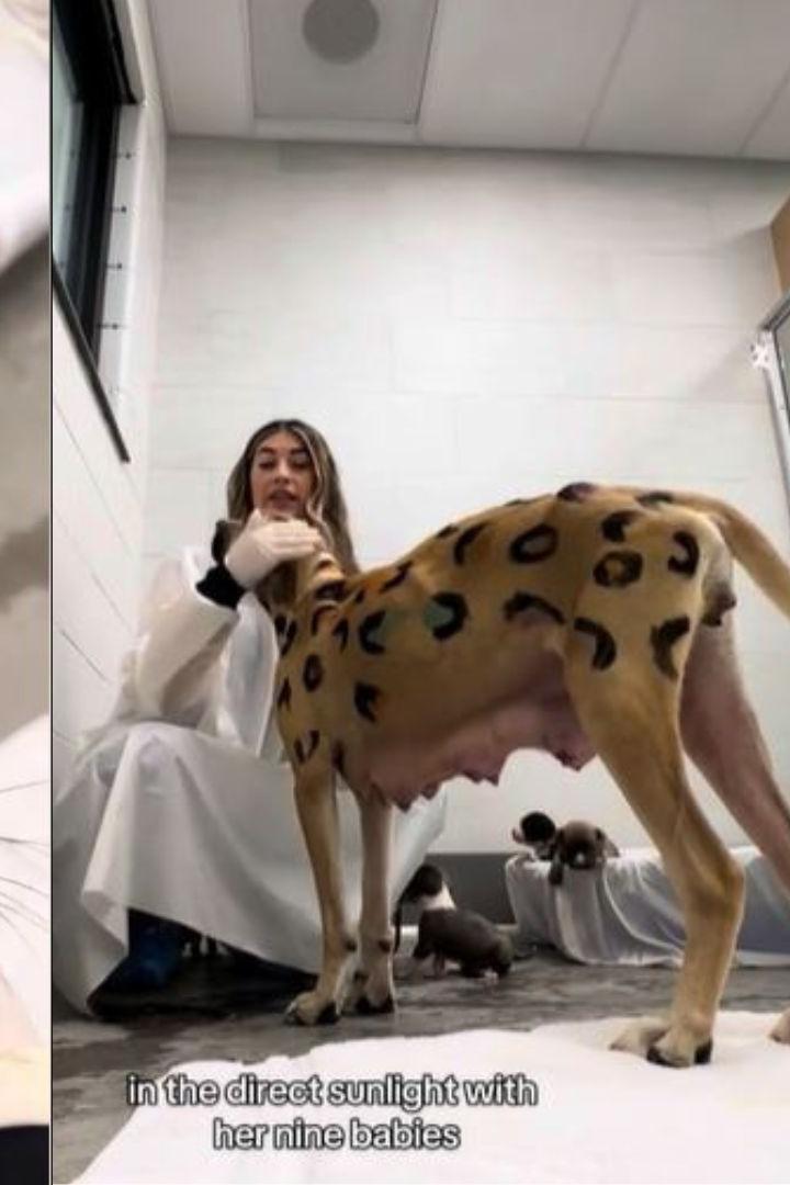 Hund mit Leoprint und seinen Welpen
