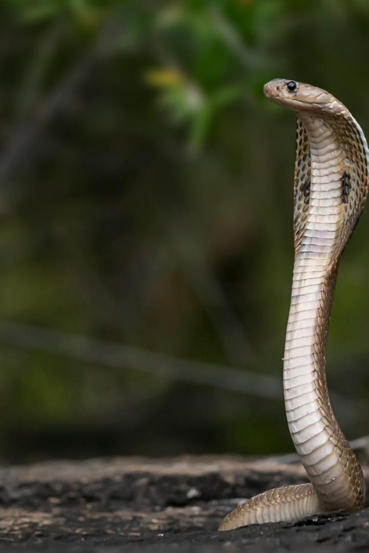 Riesenschlange in Naturpool in Indien gesichtet.